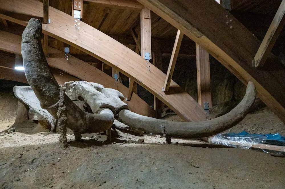 Archaeological Park Viminacium, mamuth skeletion