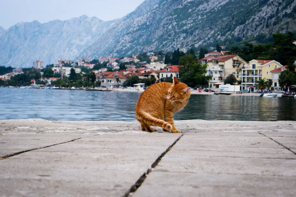 cat museum kotor