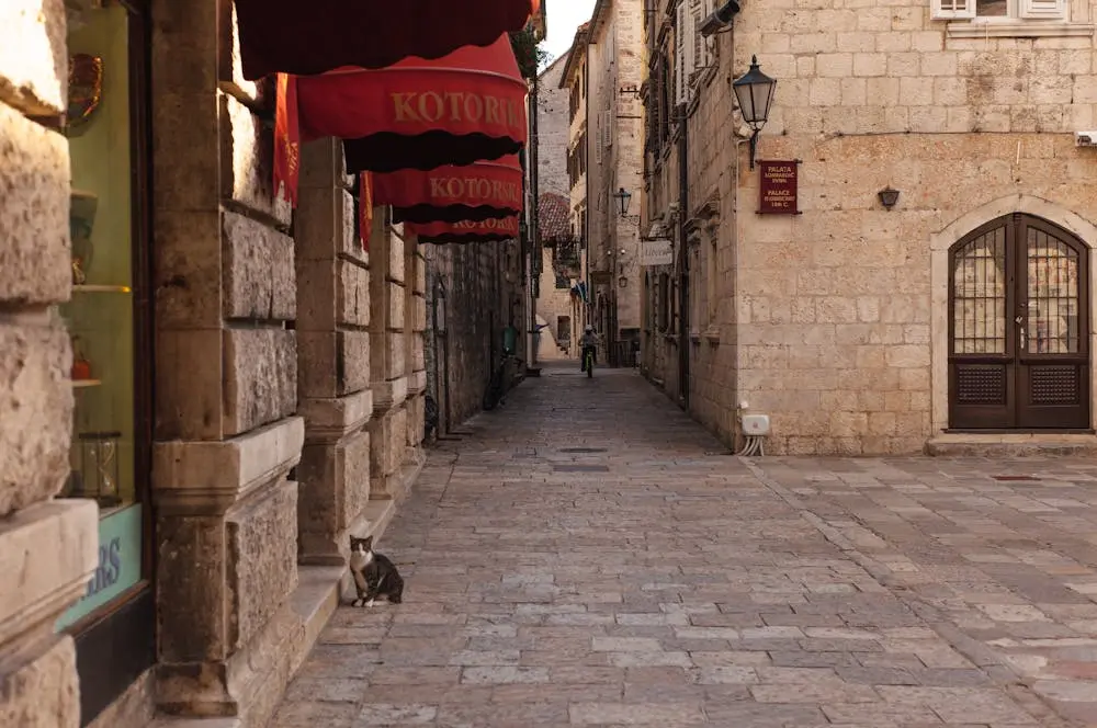 museum cat kotor montenegro