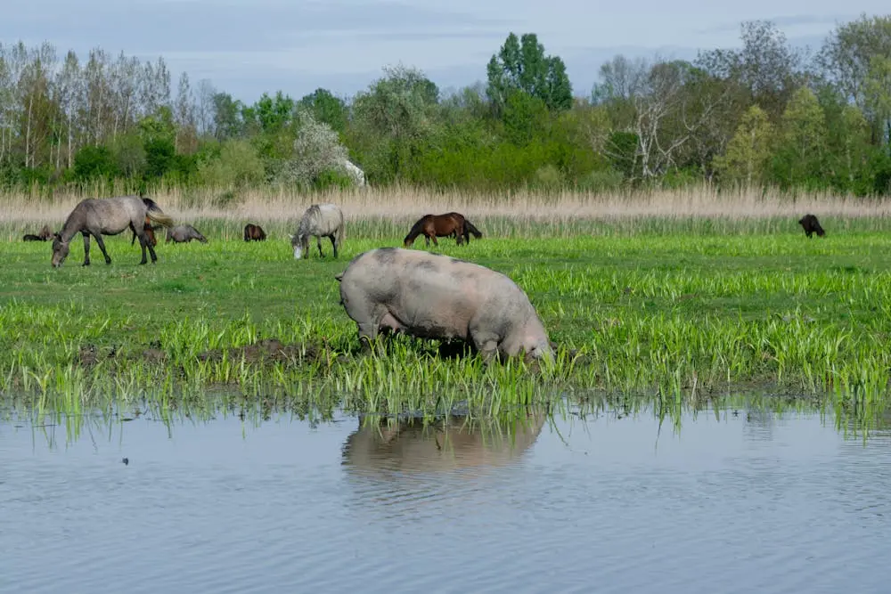 Zasavica Nature Reserve: Where Time Slows Down in Serbia’s Wild Heart